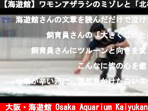 【海遊館】ワモンアザラシのミゾレと「北極圏」水槽（2021.08.18）  (c) 大阪・海遊館 Osaka Aquarium Kaiyukan