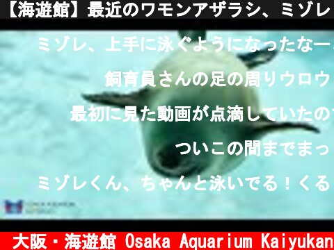 【海遊館】最近のワモンアザラシ、ミゾレ（2021.09.09）  (c) 大阪・海遊館 Osaka Aquarium Kaiyukan