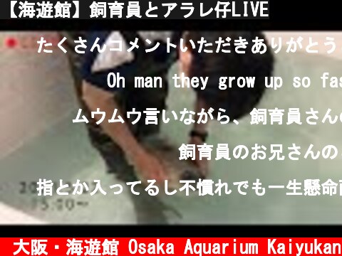 【海遊館】飼育員とアラレ仔LIVE  (c) 大阪・海遊館 Osaka Aquarium Kaiyukan