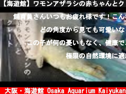 【海遊館】ワモンアザラシの赤ちゃんとクレート  (c) 大阪・海遊館 Osaka Aquarium Kaiyukan