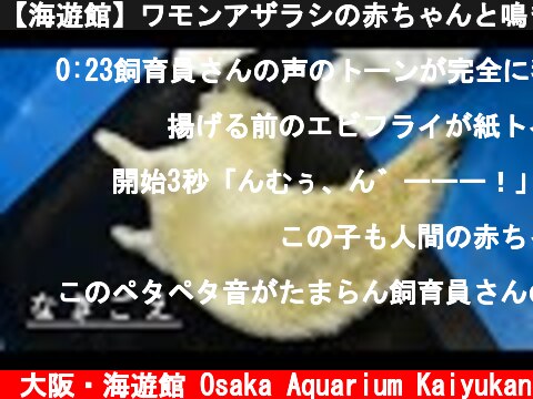 【海遊館】ワモンアザラシの赤ちゃんと鳴き声（2021.4.25）  (c) 大阪・海遊館 Osaka Aquarium Kaiyukan