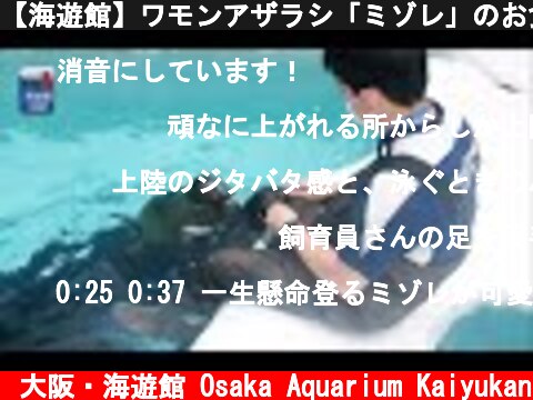 【海遊館】ワモンアザラシ「ミゾレ」のお食事タイム  (c) 大阪・海遊館 Osaka Aquarium Kaiyukan