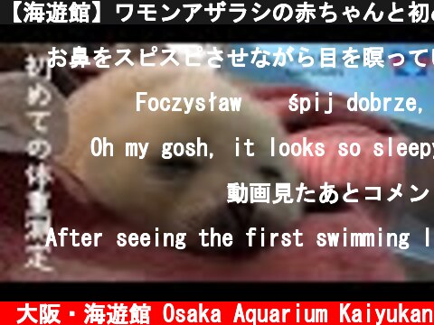 【海遊館】ワモンアザラシの赤ちゃんと初めての体重測定（2021.4.1）  (c) 大阪・海遊館 Osaka Aquarium Kaiyukan