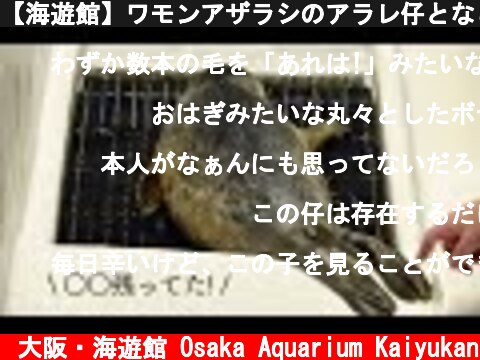 【海遊館】ワモンアザラシのアラレ仔となごり  (c) 大阪・海遊館 Osaka Aquarium Kaiyukan