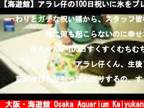 【海遊館】アラレ仔の100日祝いに氷をプレゼントしてみた  (c) 大阪・海遊館 Osaka Aquarium Kaiyukan