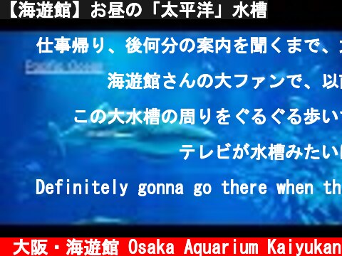 【海遊館】お昼の「太平洋」水槽  (c) 大阪・海遊館 Osaka Aquarium Kaiyukan