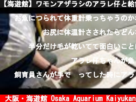 【海遊館】ワモンアザラシのアラレ仔と給餌と体温測定（2021.06.30）  (c) 大阪・海遊館 Osaka Aquarium Kaiyukan