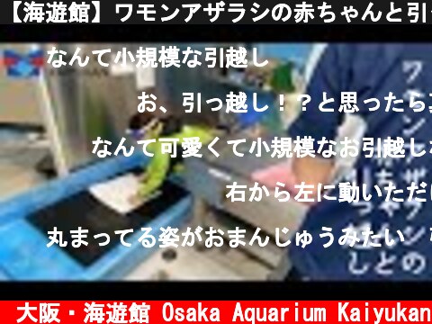 【海遊館】ワモンアザラシの赤ちゃんと引っ越し（2021.4.23）  (c) 大阪・海遊館 Osaka Aquarium Kaiyukan