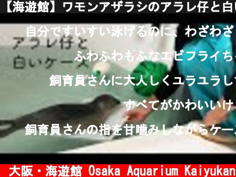 【海遊館】ワモンアザラシのアラレ仔と白いケース  (c) 大阪・海遊館 Osaka Aquarium Kaiyukan