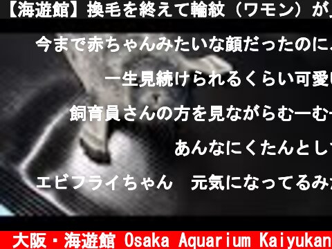 【海遊館】換毛を終えて輪紋（ワモン）が見えてきた赤ちゃん  (c) 大阪・海遊館 Osaka Aquarium Kaiyukan