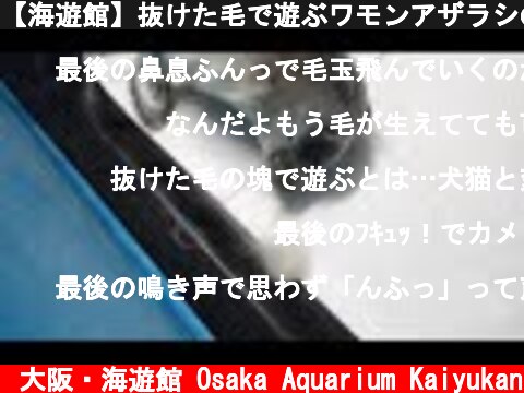 【海遊館】抜けた毛で遊ぶワモンアザラシの赤ちゃん  (c) 大阪・海遊館 Osaka Aquarium Kaiyukan
