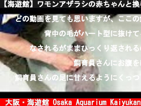 【海遊館】ワモンアザラシの赤ちゃんと換毛（2021.5.17）  (c) 大阪・海遊館 Osaka Aquarium Kaiyukan