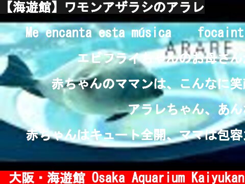 【海遊館】ワモンアザラシのアラレ  (c) 大阪・海遊館 Osaka Aquarium Kaiyukan