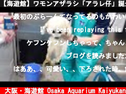 【海遊館】ワモンアザラシ「アラレ仔」誕生（後編）～水に慣らす①～  (c) 大阪・海遊館 Osaka Aquarium Kaiyukan