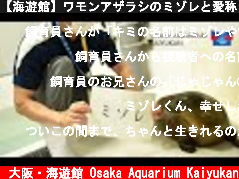 【海遊館】ワモンアザラシのミゾレと愛称（2021.08.01）  (c) 大阪・海遊館 Osaka Aquarium Kaiyukan