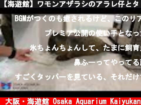【海遊館】ワモンアザラシのアラレ仔とタッパーの氷  (c) 大阪・海遊館 Osaka Aquarium Kaiyukan