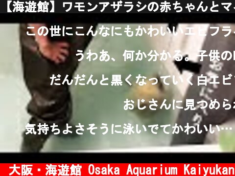 【海遊館】ワモンアザラシの赤ちゃんとマイブーム（2021.5.14）  (c) 大阪・海遊館 Osaka Aquarium Kaiyukan