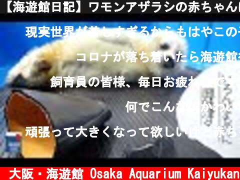 【海遊館日記】ワモンアザラシの赤ちゃんはいろいろなものに興味があるようです  (c) 大阪・海遊館 Osaka Aquarium Kaiyukan