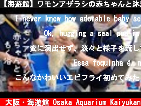 【海遊館】ワモンアザラシの赤ちゃんと沐浴（2021.4.8）  (c) 大阪・海遊館 Osaka Aquarium Kaiyukan