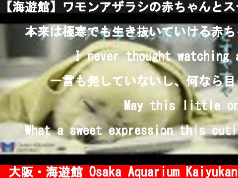 【海遊館】ワモンアザラシの赤ちゃんとスヤスヤ（2021.4.6）  (c) 大阪・海遊館 Osaka Aquarium Kaiyukan