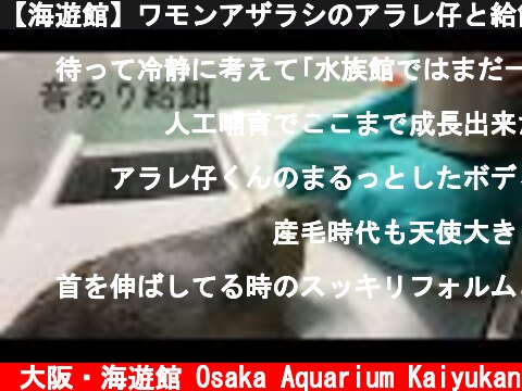 【海遊館】ワモンアザラシのアラレ仔と給餌と音  (c) 大阪・海遊館 Osaka Aquarium Kaiyukan