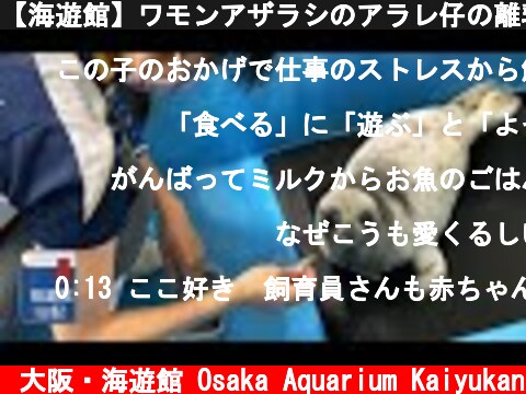 【海遊館】ワモンアザラシのアラレ仔の離乳訓練  (c) 大阪・海遊館 Osaka Aquarium Kaiyukan
