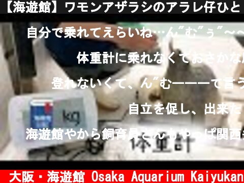 【海遊館】ワモンアザラシのアラレ仔ひとりで乗れた体重測定（2021.05.31）  (c) 大阪・海遊館 Osaka Aquarium Kaiyukan