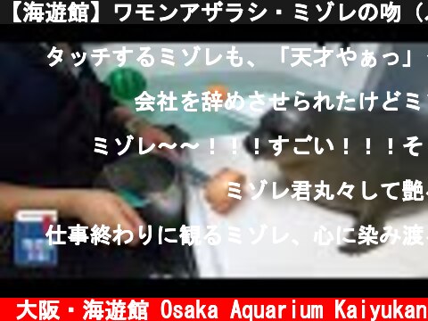 【海遊館】ワモンアザラシ・ミゾレの吻（ふん）タッチトレーニング  (c) 大阪・海遊館 Osaka Aquarium Kaiyukan