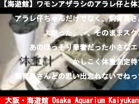 【海遊館】ワモンアザラシのアラレ仔と体重測定②（2021.05.25）  (c) 大阪・海遊館 Osaka Aquarium Kaiyukan