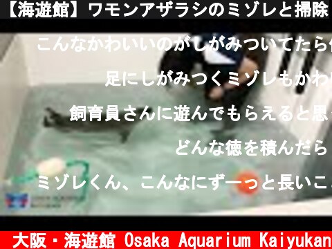 【海遊館】ワモンアザラシのミゾレと掃除  (c) 大阪・海遊館 Osaka Aquarium Kaiyukan