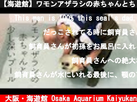 【海遊館】ワモンアザラシの赤ちゃんとちょっと広いプール（2021.5.6）  (c) 大阪・海遊館 Osaka Aquarium Kaiyukan
