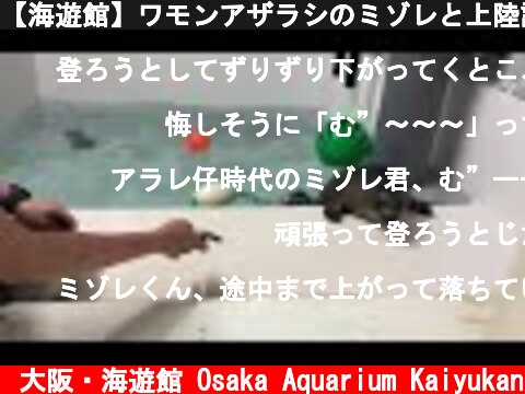 【海遊館】ワモンアザラシのミゾレと上陸訓練②（2021.07.21）  (c) 大阪・海遊館 Osaka Aquarium Kaiyukan