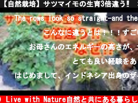 【自然栽培】サツマイモの生育3倍違う‼️なぜ⁉️  (c) Live with Nature自然と共にある暮らし