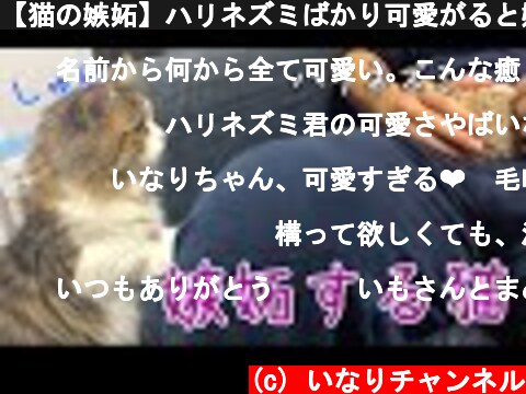 【猫の嫉妬】ハリネズミばかり可愛がると嫉妬する短足猫が可愛い！  (c) いなりチャンネル