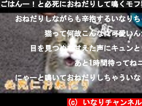 ごはんー！と必死におねだりして鳴くモフ猫が可愛い！  (c) いなりチャンネル