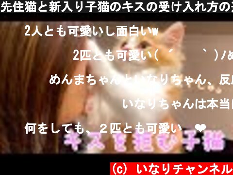 先住猫と新入り子猫のキスの受け入れ方の違いがじわるw  (c) いなりチャンネル