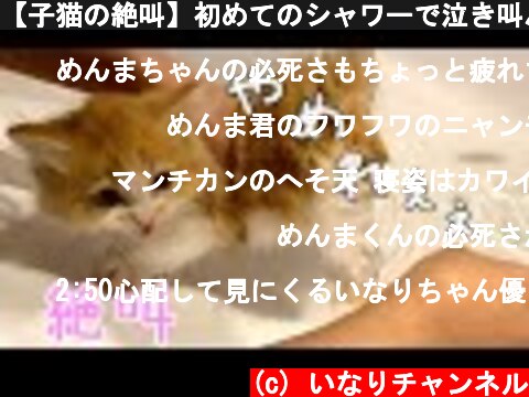 【子猫の絶叫】初めてのシャワーで泣き叫んじゃう子猫！  (c) いなりチャンネル