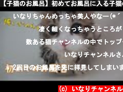 【子猫のお風呂】初めてお風呂に入る子猫の反応が可愛すぎる  (c) いなりチャンネル