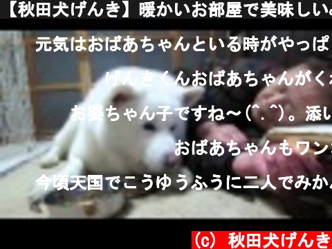 【秋田犬げんき】暖かいお部屋で美味しいみかんを食べる【akita dog】  (c) 秋田犬げんき