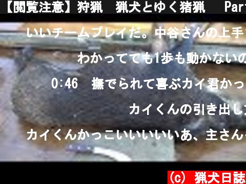 【閲覧注意】狩猟　猟犬とゆく猪猟　 Part118 佐賀にて 80kg雌  (c) 猟犬日誌