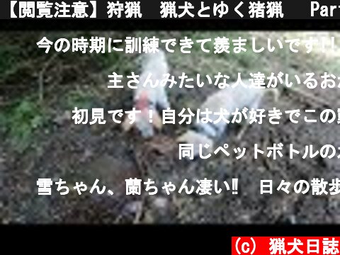 【閲覧注意】狩猟　猟犬とゆく猪猟　 Part102　ユキラン覚醒  (c) 猟犬日誌