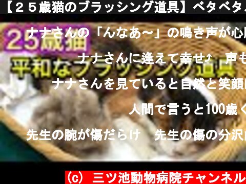 【２５歳猫のブラッシング道具】ベタベタ、もつれ、フケがある場合。動物病院で実際に使っているものをご紹介  (c) 三ツ池動物病院チャンネル
