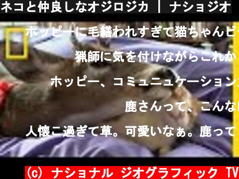 ネコと仲良しなオジロジカ | ナショジオ  (c) ナショナル ジオグラフィック TV