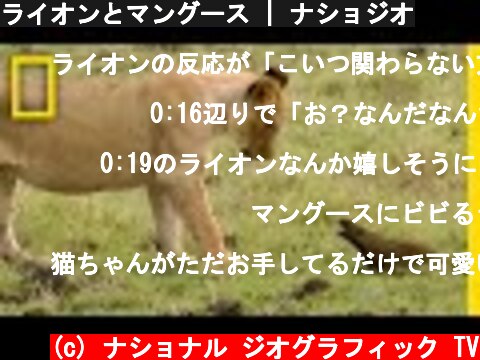 ライオンとマングース | ナショジオ  (c) ナショナル ジオグラフィック TV