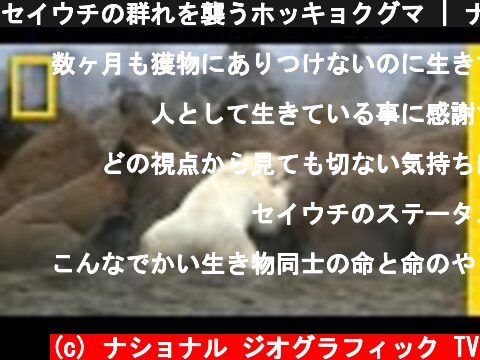セイウチの群れを襲うホッキョクグマ | ナショジオ  (c) ナショナル ジオグラフィック TV