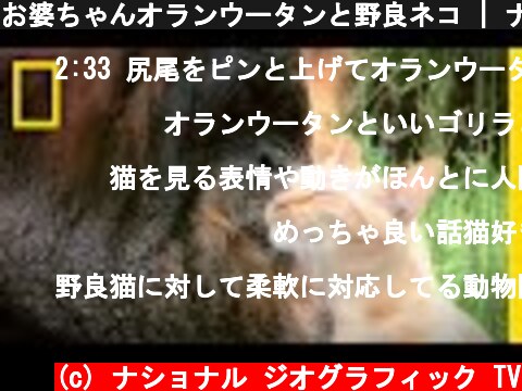 お婆ちゃんオランウータンと野良ネコ | ナショジオ  (c) ナショナル ジオグラフィック TV