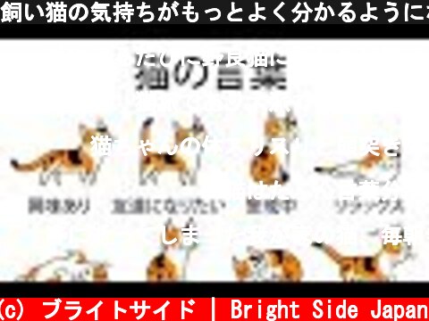 飼い猫の気持ちがもっとよく分かるようになる５つのヒント  (c) ブライトサイド | Bright Side Japan