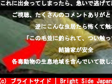 これに出会ってしまったら、急いで逃げて助けを呼べ！  (c) ブライトサイド | Bright Side Japan