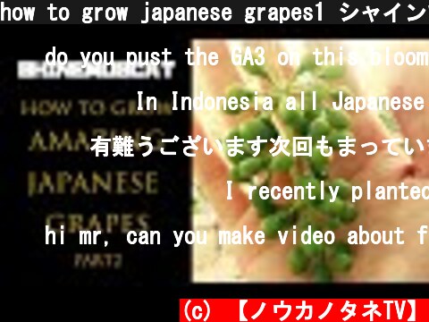 how to grow japanese grapes1 シャインマスカットの育て方(花きり）  (c) 【ノウカノタネTV】