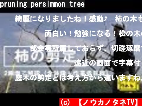 pruning persimmon tree  (c) 【ノウカノタネTV】